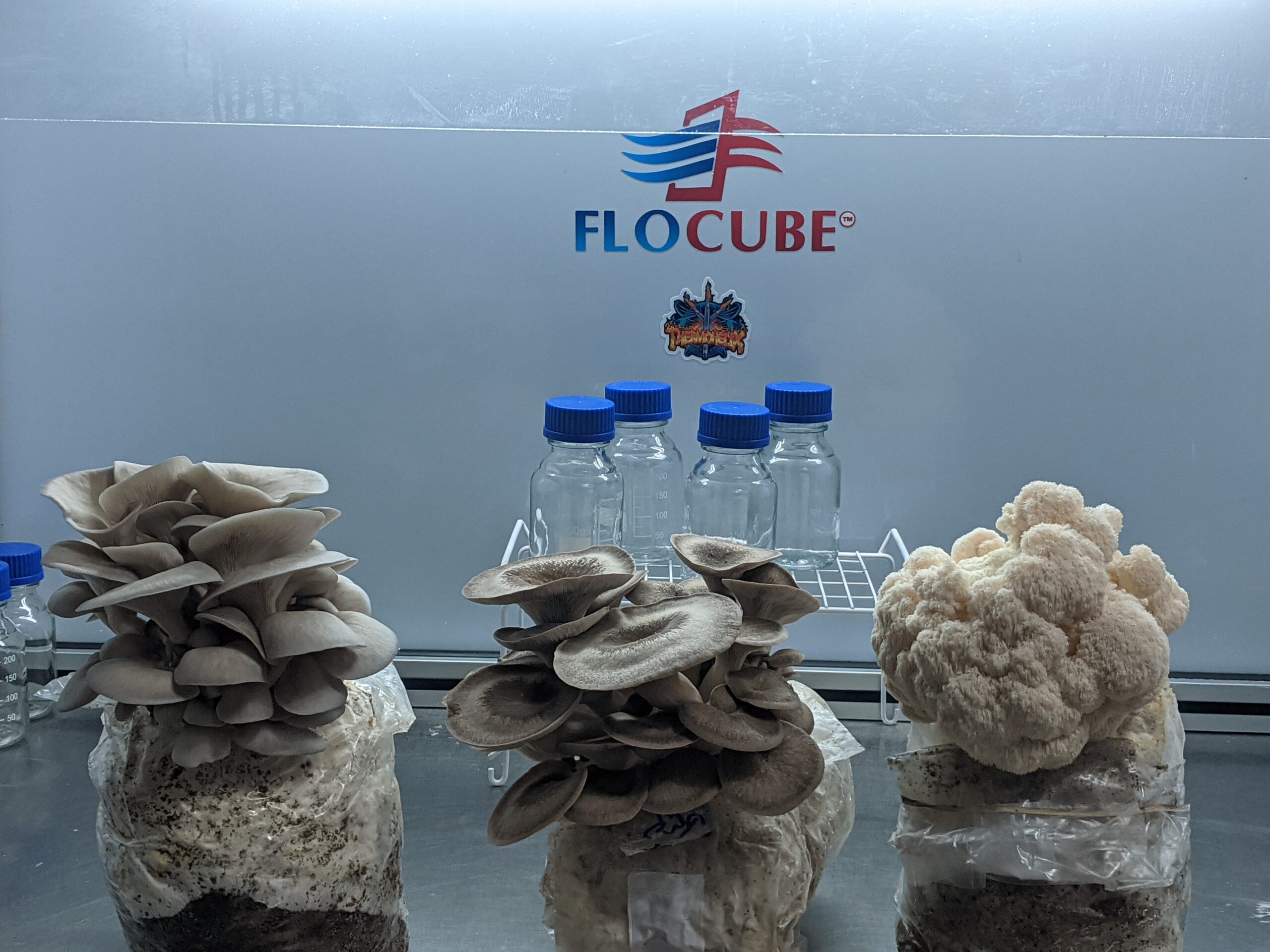 Mushroom Cultivation with FloCube products