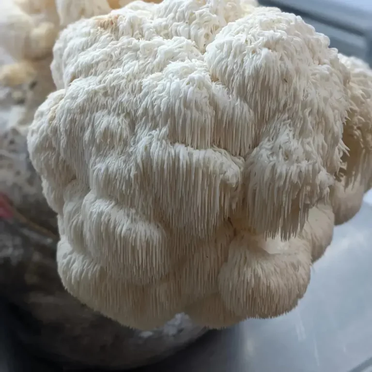 Photo of Lions Mane homegrown