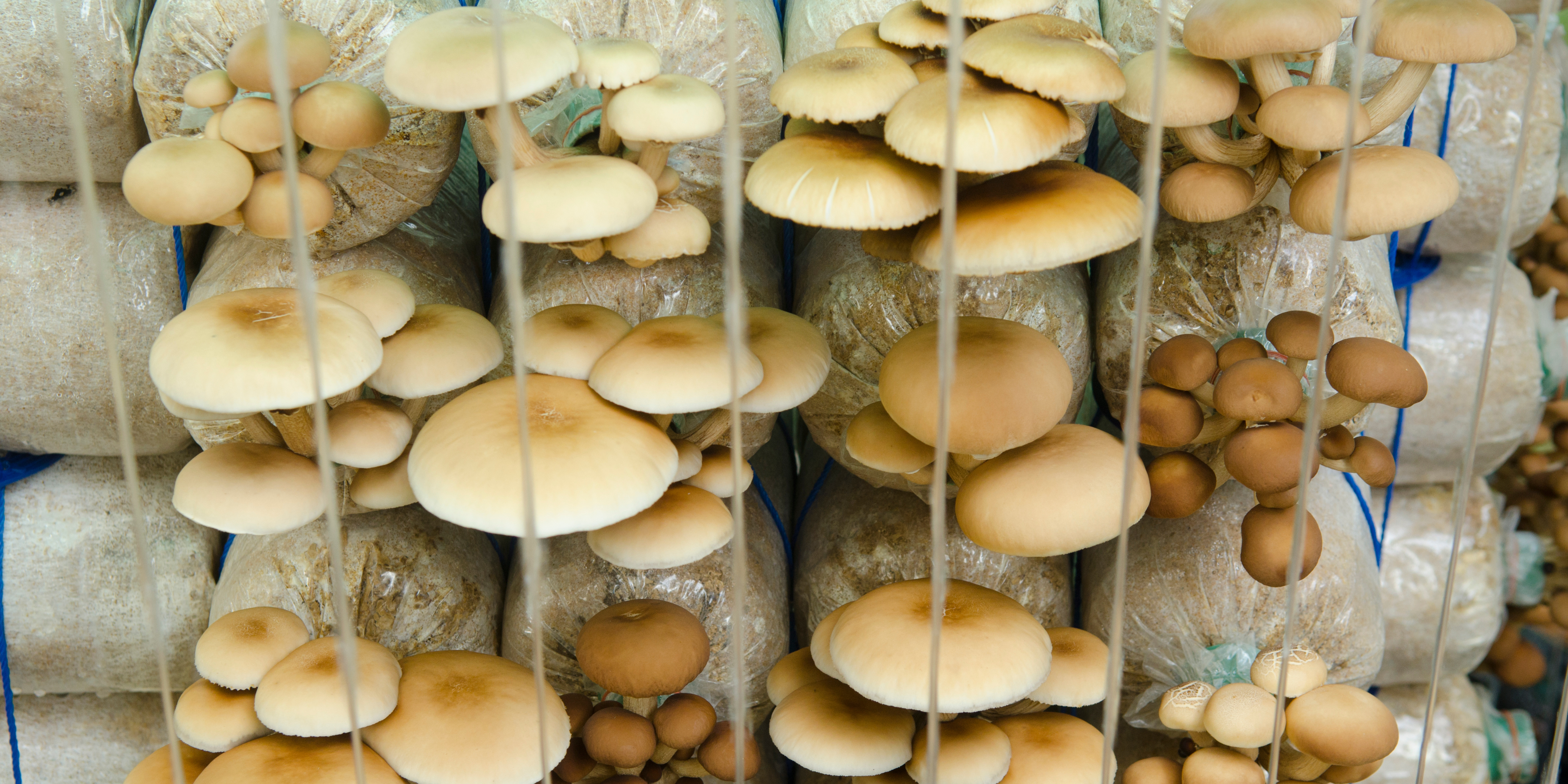 Mushroom Cultivation growing mushrooms indoors