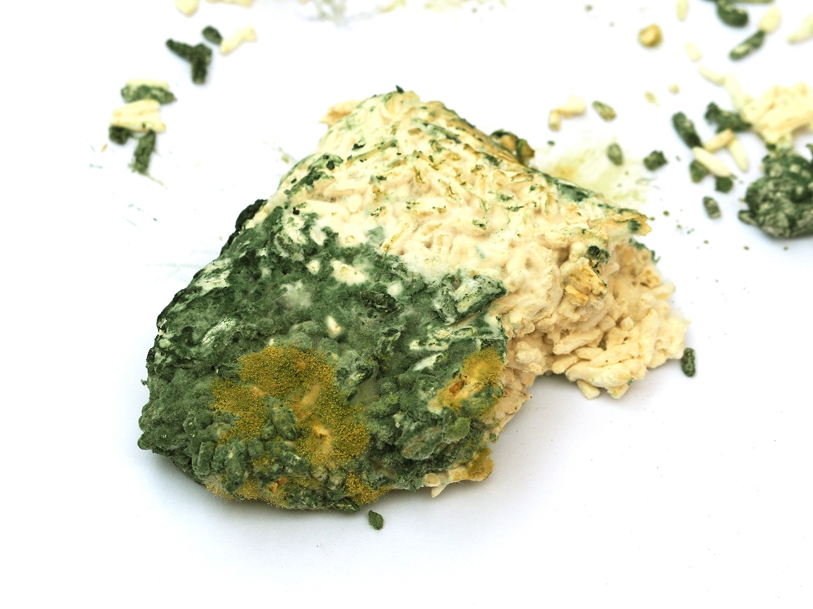 Green Mold on Mushrooms known as Trichoderma