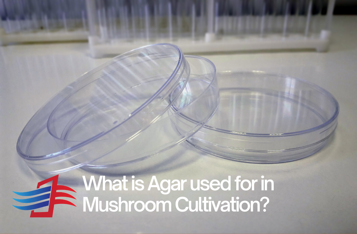 What Agar is used for in Mushroom Cultivation